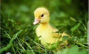 Desi Duck Chicks
