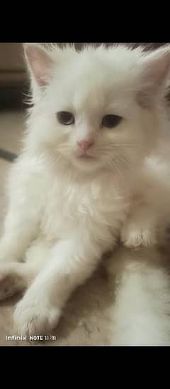persian  kitten