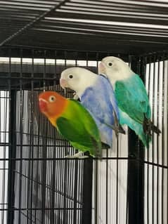 all love birds for sale