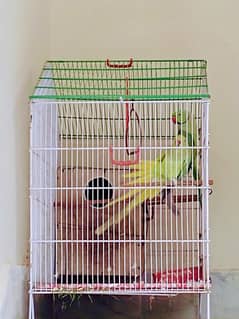 Ringneck parrot pair for sale