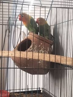 love bird pair with cage 0