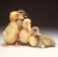 duck chicks