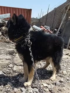 Alaskan malamute