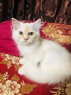 male persian cat skin colour 0