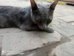 gray  persion cat with one black baby urgent sale