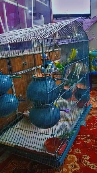 Australian  brider pair 1000 pathe 500 All parrot sale 0