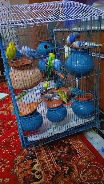 Australian  brider pair 1000 pathe 500 All parrot sale 1