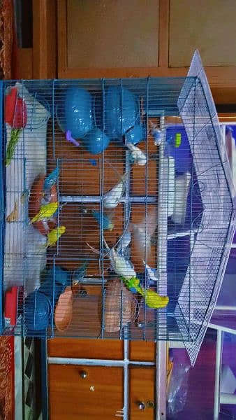 Australian  brider pair 1000 pathe 500 All parrot sale 2