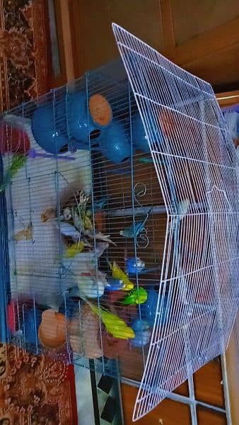 Australian  brider pair 1000 pathe 500 All parrot sale 3