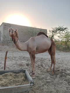 camel | rohi camel | dancing camel | اونٹ