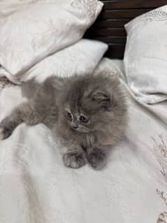 pure persian kitten long coat 1 month old 0