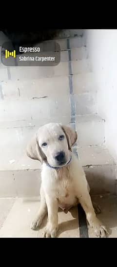 Labrador male puppy available for sale