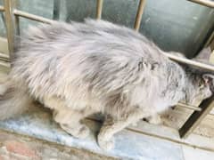 urgent sale Persian cat | female cat | triple coated