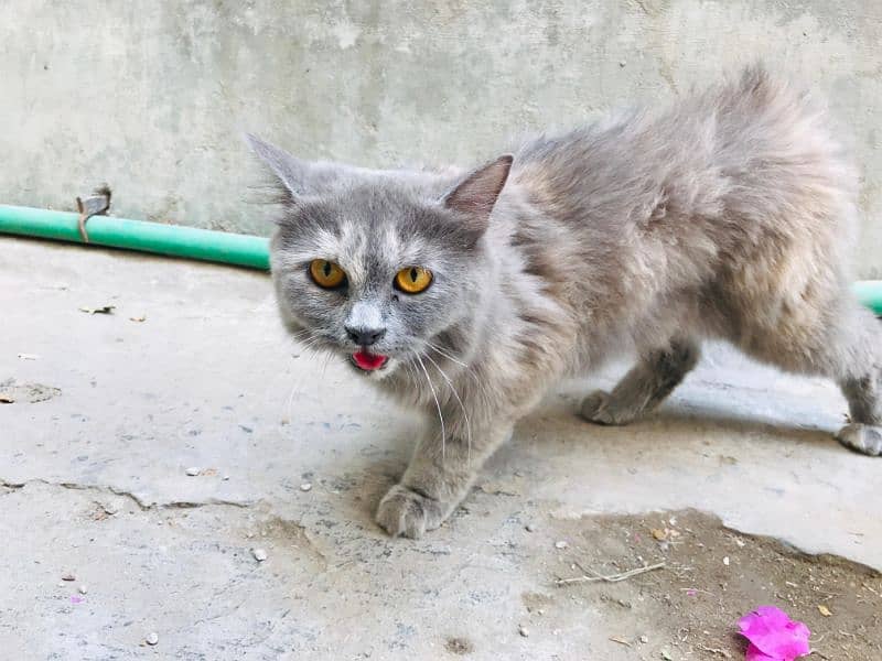 urgent sale Persian cat | female cat | triple coated 2