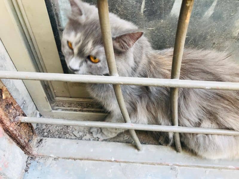 urgent sale Persian cat | female cat | triple coated 3