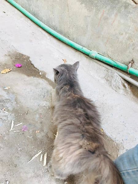 urgent sale Persian cat | female cat | triple coated 7