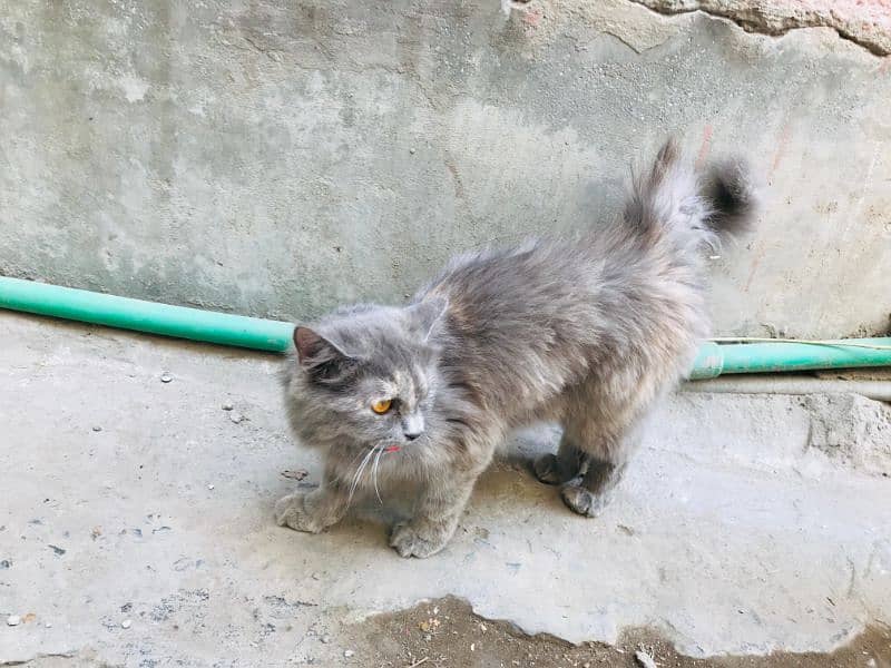 urgent sale Persian cat | female cat | triple coated 9