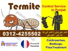 Termite Control Pest Control Fumigation Services in Lahore