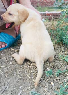 British Labrador puppy | labra Dog | Labrador | dog for sale 0