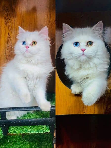Persian Punch face triple coat cat Kitten 4
