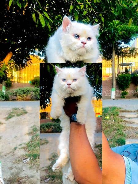 Persian Punch face triple coat cat Kitten 12