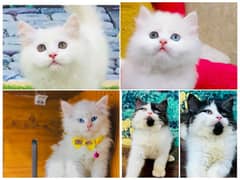 Persian Punch face triple coat cat Kitten