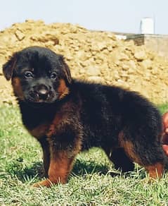 German dabal coat male available for sale