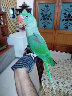 Raw parrot 0