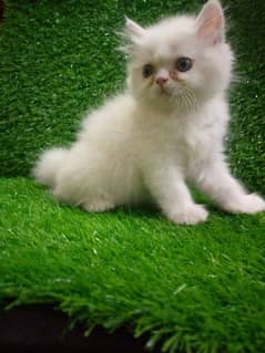 Persian cat/Persian kittens/triple coated/punch face/Extreme PunchPace 0