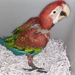 Greenwing macaw chick almost 3 months