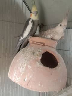 cockatiel breeder pair