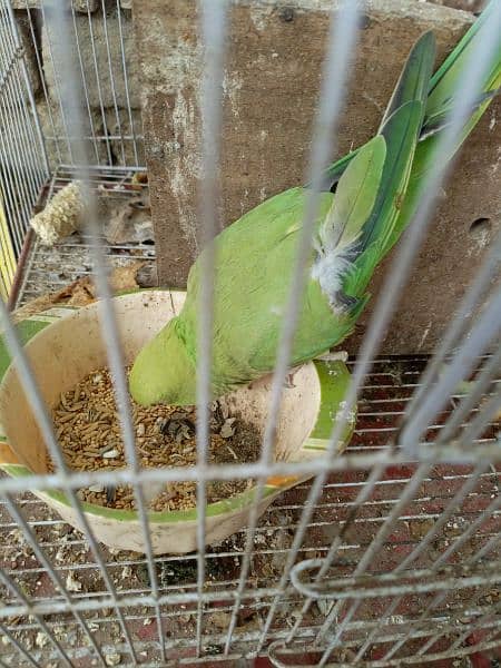 parrot 4