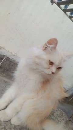 persion cat for sale  1 month