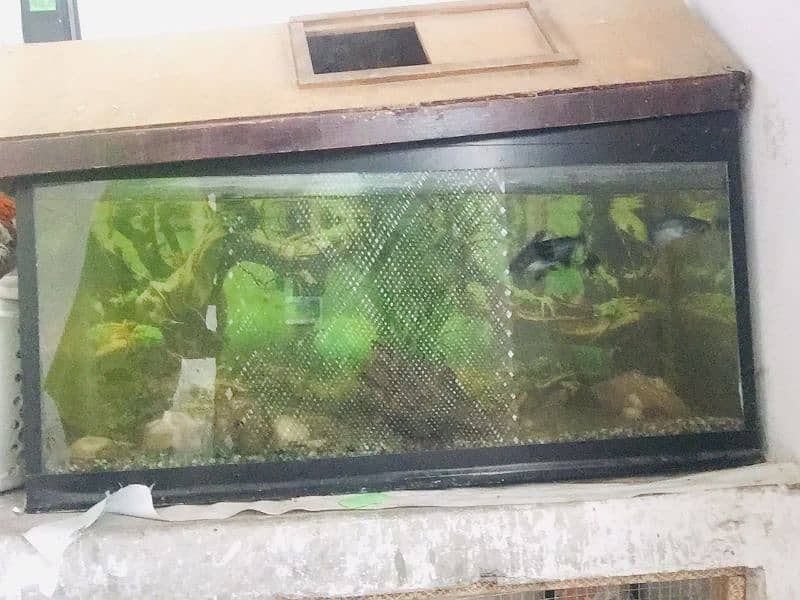 fish aquarium all ok 12 mm with fishs sell with aquarium 3