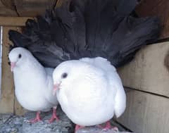 black tail pigeon