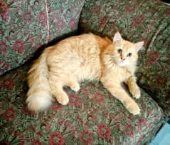 Semi Persian Cat 08 Months