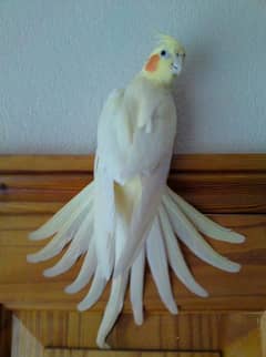 Hand trame cocktail parrot  50%of Red eye Albino and Cream