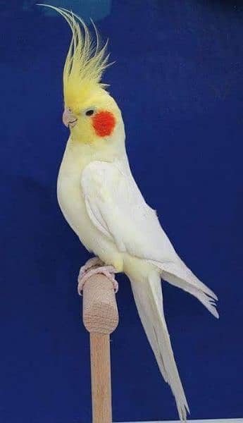 Hand trame cocktail parrot  50%of Red eye Albino and Cream 1