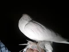 fancy pigeon white male 8months age
