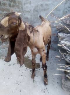 Male goat Shera color