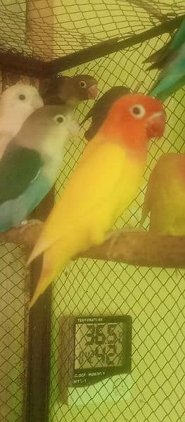 Jumbo size love Birds lutino fishries 2