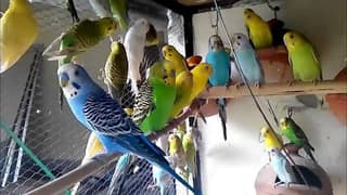 Budgies Parrots Colony
