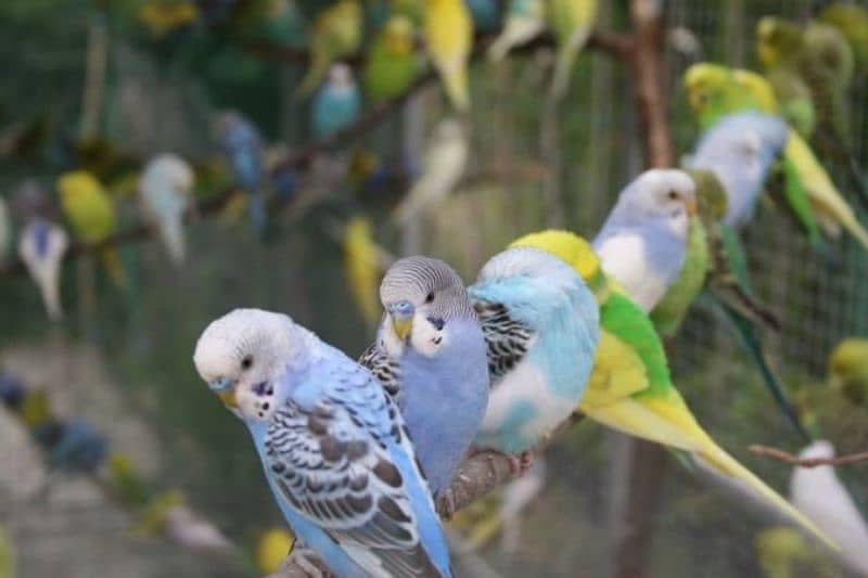 Budgies Parrots Colony 1