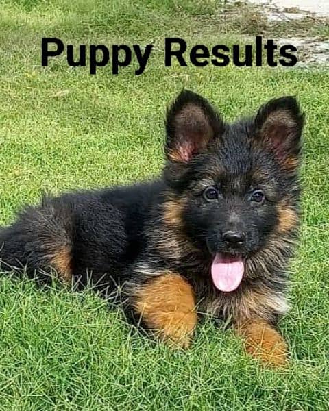 GSD German Shepherd Dog 4