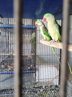 Raaw Parrot Breedar Pair