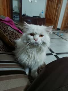 Persian/male/cat/long coated/