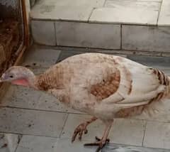 turkey hen brown female