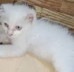 Persian kitten 2 month 0