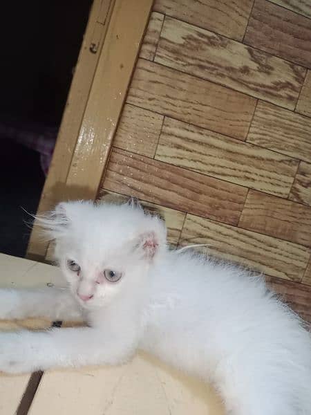 Persian kitten 2 month 1