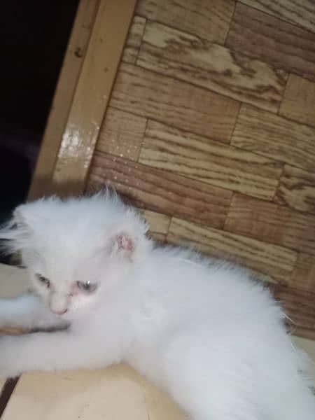 Persian kitten 2 month 2